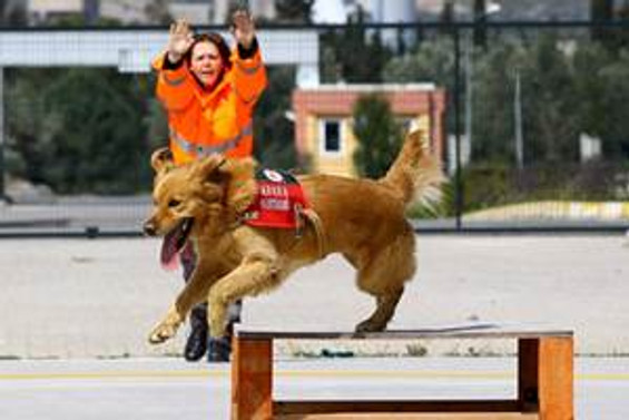 Sokağa terk edilen köpek hayat kurtaracak