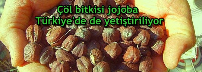 Çöl bitkisi jojoba Türkiye'de de yetiştiriliyor