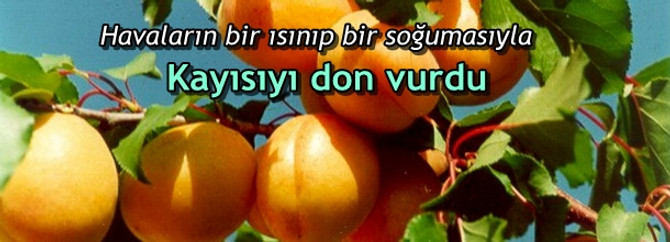Kayısıyı don vurdu