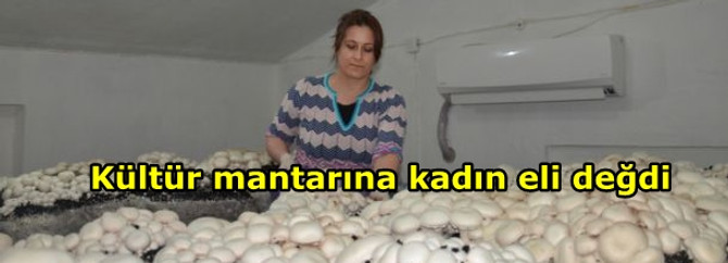 Kültür mantarına kadın eli değdi