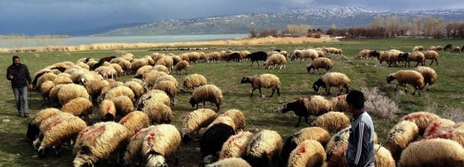 Çobanların yayla mesaisi başladı