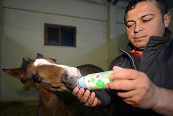 Geleceğin şampiyon tayları için "doğum nöbeti"
