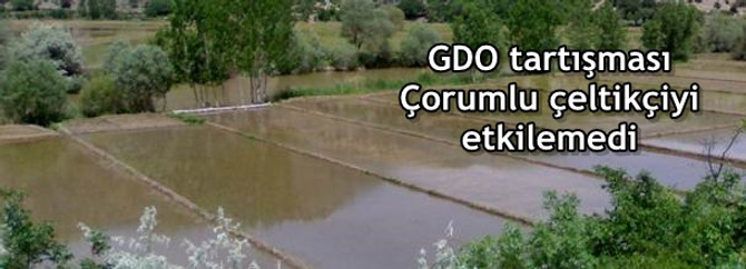 GDO tartışması Çorumlu çeltikçiyi etkilemedi