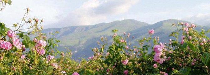 Gül üretim alanları belirlenecek