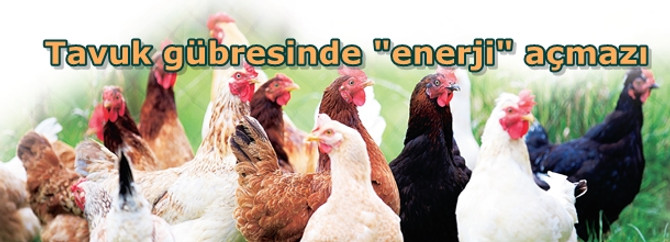 Tavuk gübresinde "enerji" açmazı