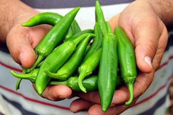 Türk çiftçisi jalapeno üretiyor