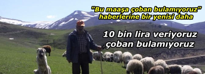 10 bin lira veriyoruz, çoban bulamıyoruz