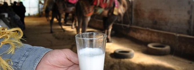 Türkiye'ye kargoyla deve sütü dağıtıyor