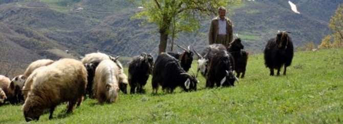 Artık silah sesi yok