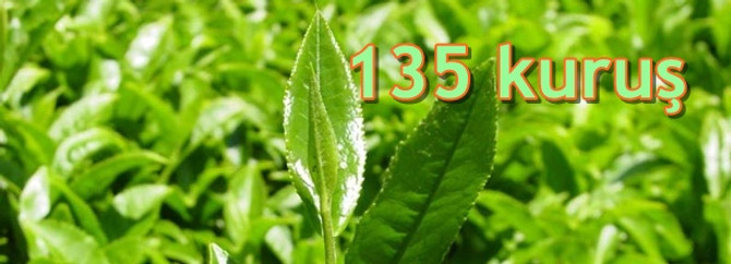 Yaş çay fiyatı 135 kuruş