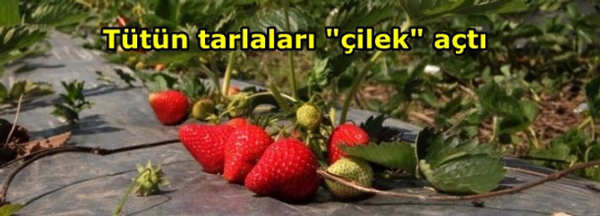 Tütün tarlaları "çilek" açtı