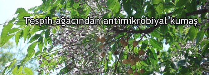 Tespih ağacından antimikrobiyal kumaş