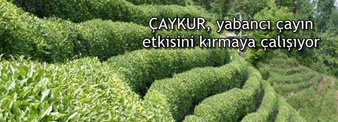 ÇAYKUR, yabancı çayın etkisini kırmaya çalışıyor