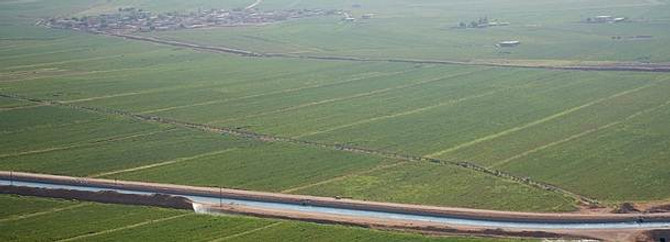 Yağışlar Harran'da rekolteyi mahvetti