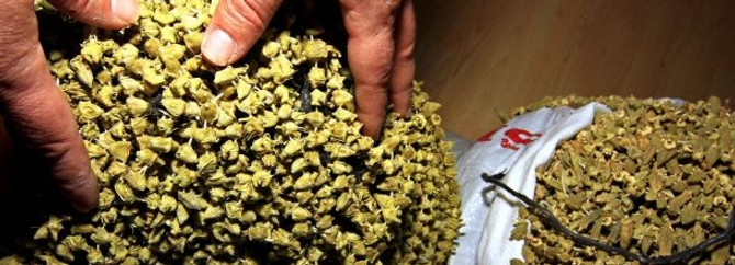 Kurutulunca fiyatı 8 TL'den 85 TL'ye çıkıyor