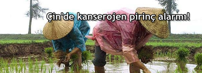 Çin’de kanserojen pirinç alarmı!