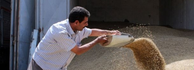Şanlıurfa'da arpa hasadı başladı