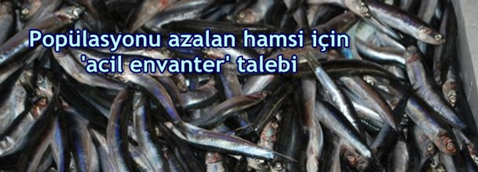 Popülasyonu azalan hamsi için 'acil envanter' talebi