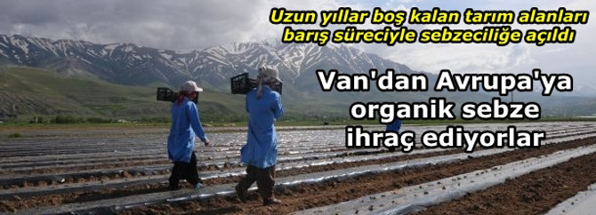 Van'dan Almanya ve Rusya'ya organik sebze ihracatı