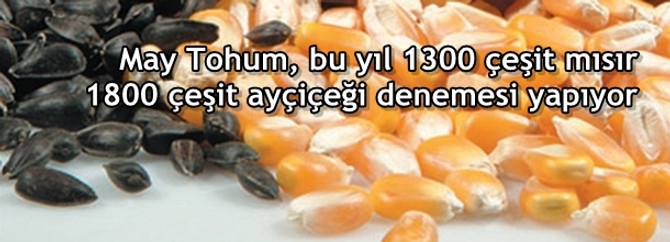 May Tohum, bu yıl 1300 çeşit mısır 1800 çeşit ayçiçeği denemesi yapıyor
