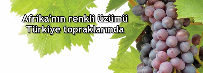 Afrika'nın renkli üzümü Türkiye topraklarında