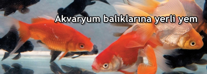 Akvaryum balıklarına yerli yem