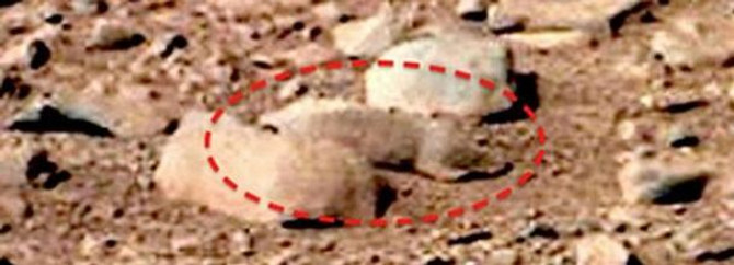Mars Faresi interneti karıştırdı