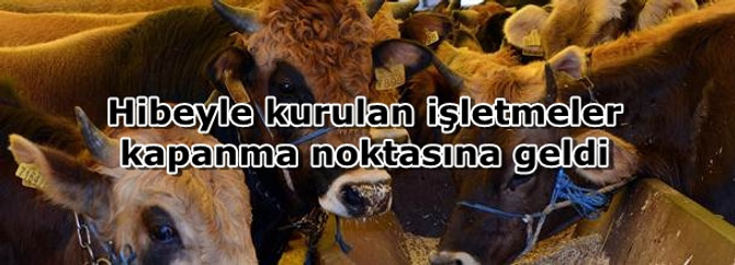 Hibeyle kurulan işletmeler kapanma noktasına geldi