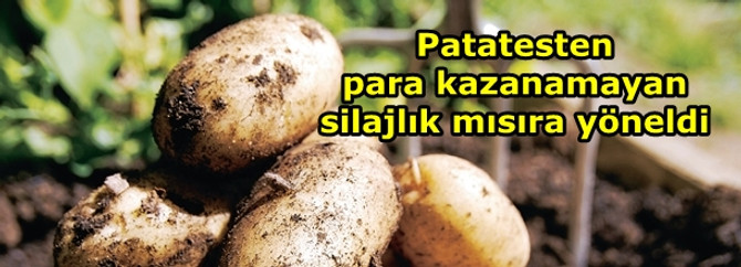 Patatesten para kazanamayan silajlık mısıra yöneldi