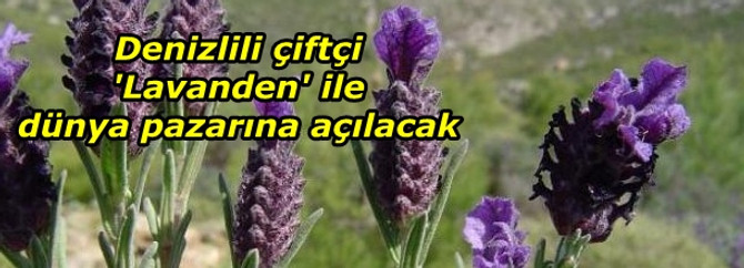 Denizlili çiftçi 'Lavanden' ile dünya pazarına açılacak
