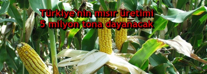 Türkiye'nin mısır üretimi 5 milyon tona dayanacak