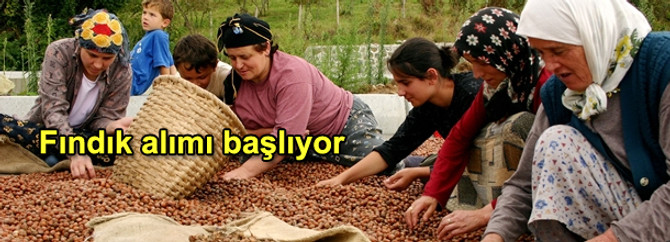 Fındık alımı başlıyor