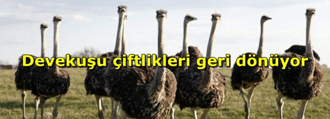 Devekuşu çiftlikleri geri dönüyor