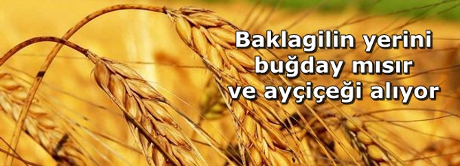 Baklagilin yerini buğday mısır ve ayçiçeği alıyor