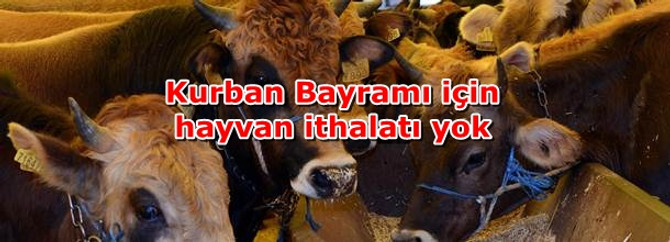 Kurban Bayramı için hayvan ithalatı yok