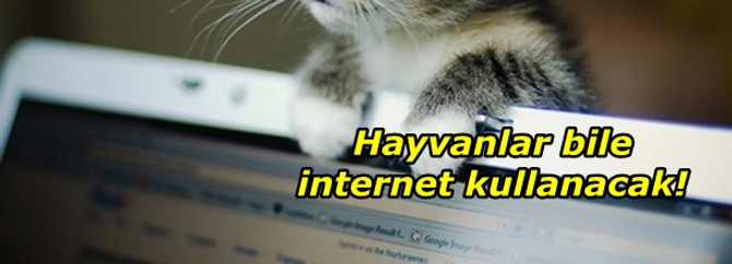 Hayvanlar bile internet kullanacak!