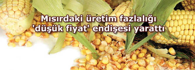 Mısır üretimindeki fazlalık 'düşük fiyat' endişesi yarattı