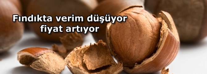 Fındıkta verim düşüyor, fiyat artıyor