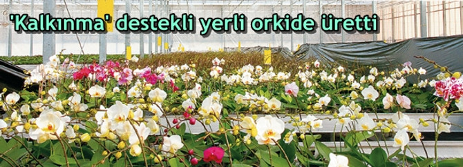'Kalkınma' destekli yerli orkide üretti