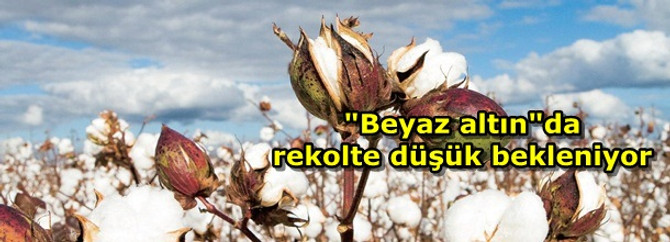 "Beyaz altın"da rekolte düşük bekleniyor
