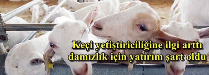Keçi yetiştiriciliğine ilgi arttı damızlık için yatırım şart oldu
