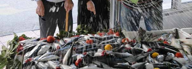 Karadeniz'de palamut erken sevindirdi