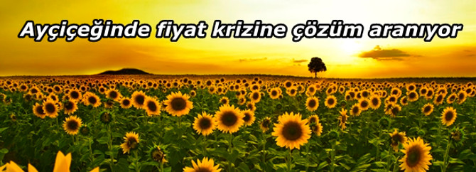 Ayçiçeğinde fiyat krizine çözüm aranıyor