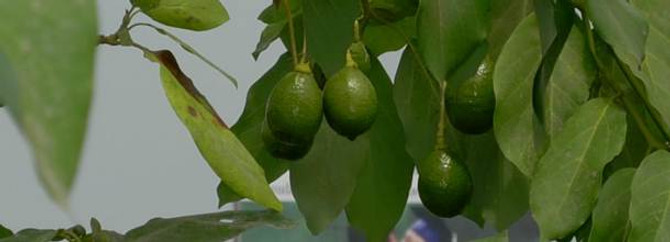 Alanya'da avokado hasatı başladı