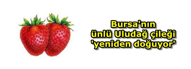 Bursa'nın ünlü Uludağ çileği 'yeniden doğuyor'