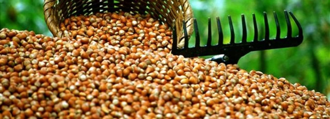 Fındıkta markalaşma için tanıtımlar artırılmalı
