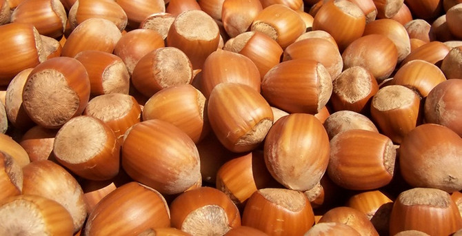 Fındıkta 3 farklı rekolte tahmini