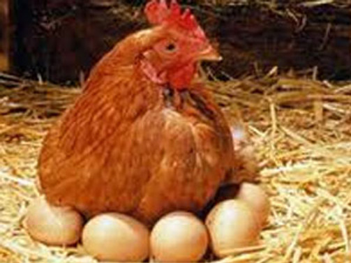 Yumurtacı tavukların yetiştirilme standartları belirlendi