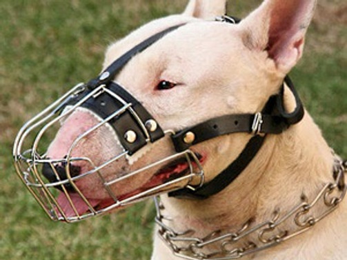 Yeni Zelanda'da bull terrier dehşeti