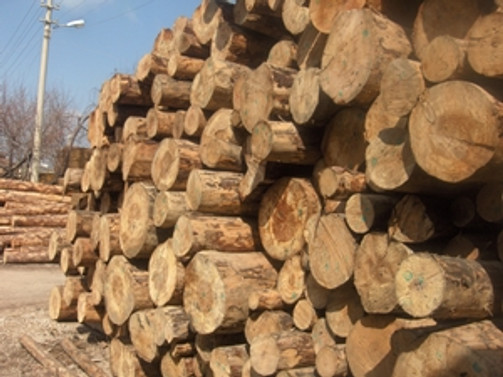 Ağaç ve orman ürünleri ihracatı arttı